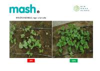 fotosaplicacionmash19 MELON