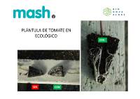 fotosaplicacionmash19 PLANTULA TOMATE